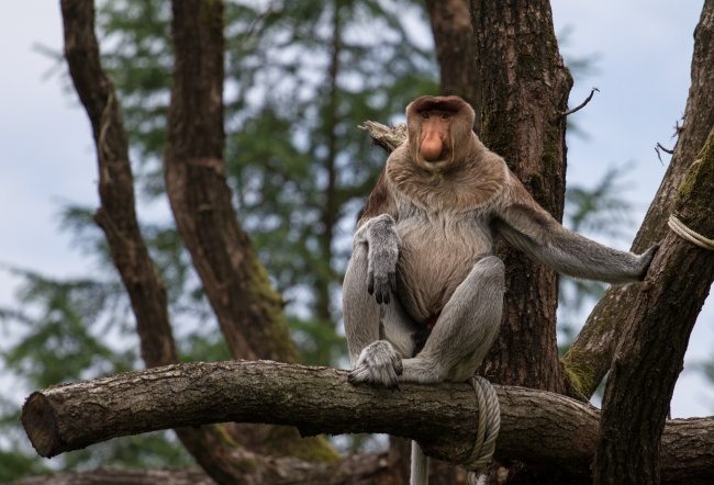 1-strange-animals-and-their-surprisingly-cute-babies