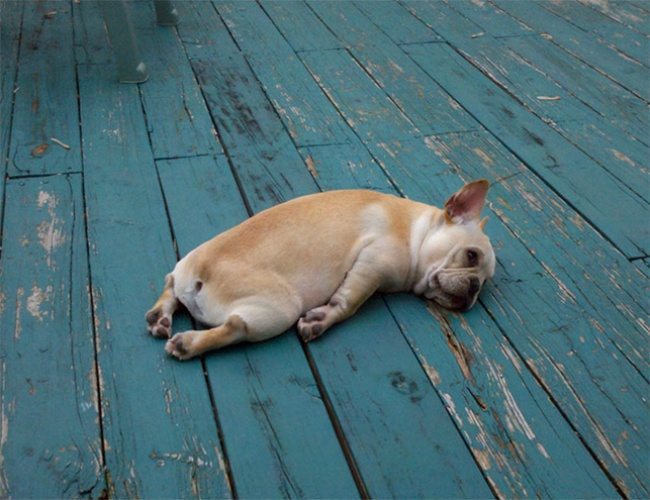 1-these-puppies-take-sleeping-to-a-new-cuteness-level