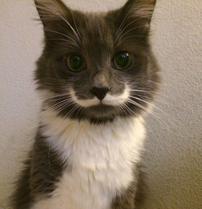 1-unique-animals-showing-nature-sense-of-humor