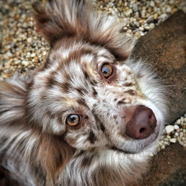 10-real-dog-breeds-that-seem-photoshopped