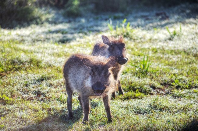 10-strange-animals-and-their-surprisingly-cute-babies