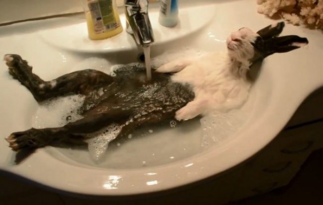 10-these-are-the-most-awesome-animals-ever