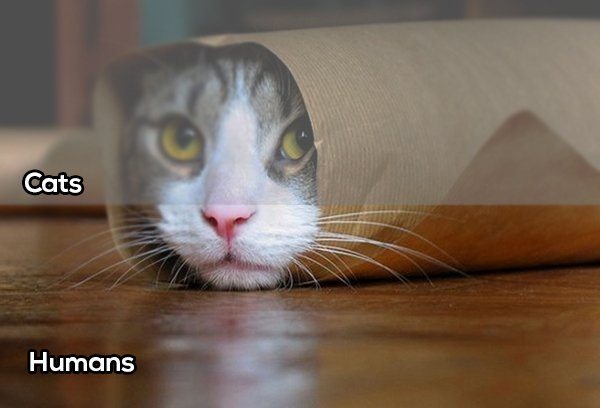 10-this-is-how-some-animals-actually-see-the-world