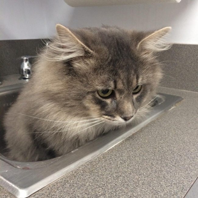 11-cats-that-were-born-to-shine-on-the-internet