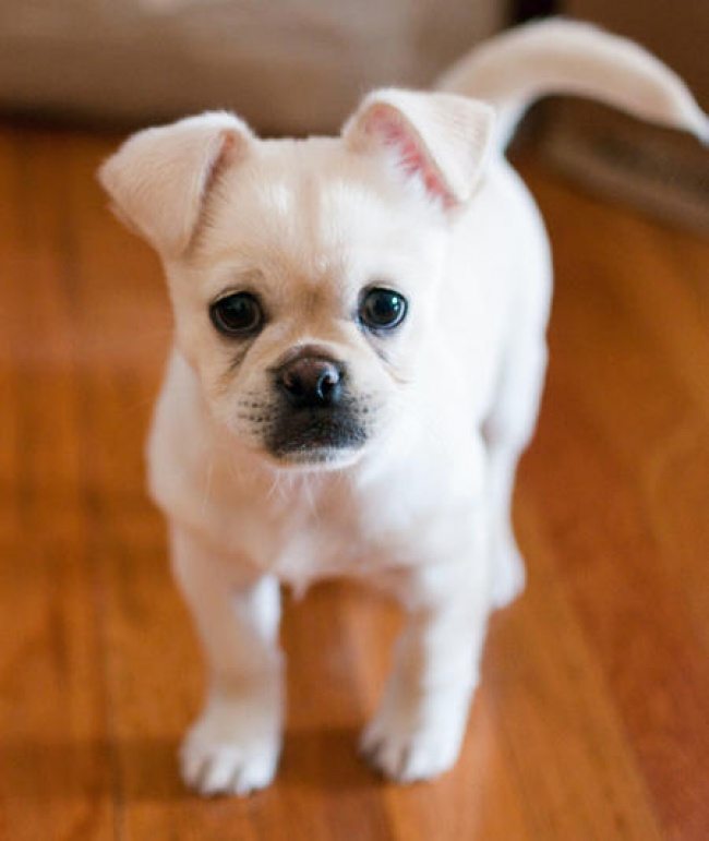 11-real-dog-breeds-that-seem-photoshopped