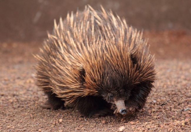 11-strange-animals-and-their-surprisingly-cute-babies