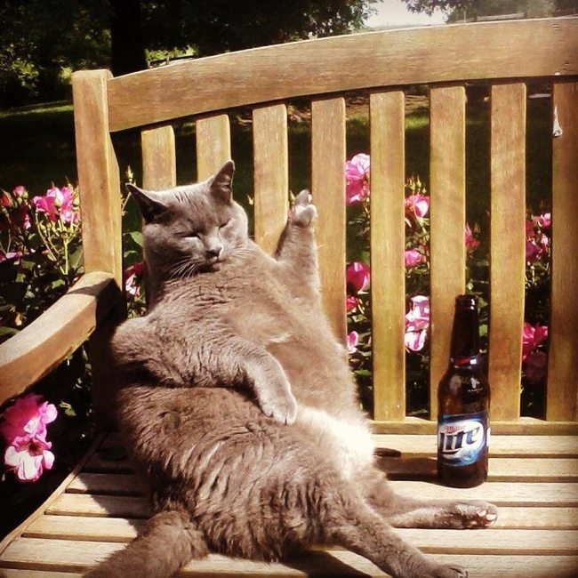 11-these-are-the-most-awesome-animals-ever