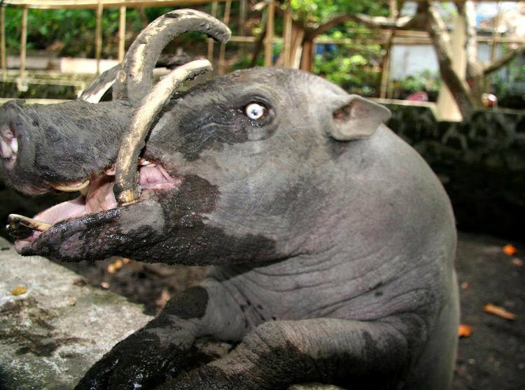 11-these-strange-animals-prove-what-nature-can-do