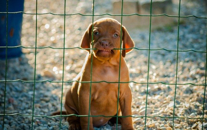 11-why-are-these-beware-of-dog-signs-even-here