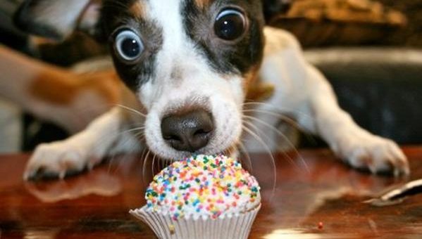 12-crazy-animal-facts-you-could-never-guess