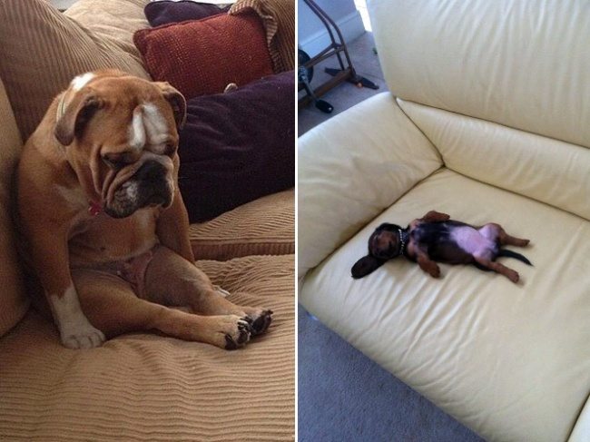 12-these-puppies-take-sleeping-to-a-new-cuteness-level