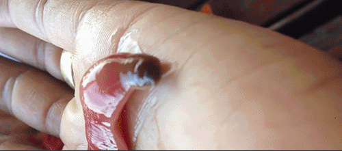 12-these-strange-animals-prove-what-nature-can-do