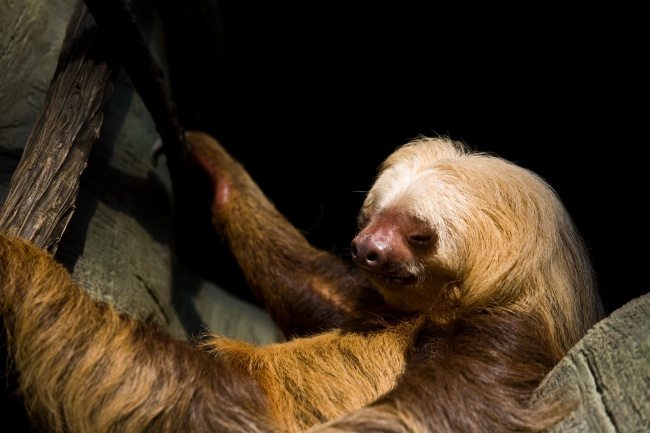 13-strange-animals-and-their-surprisingly-cute-babies