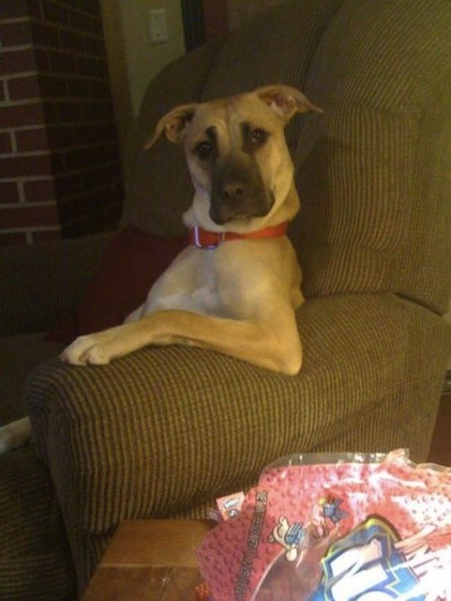 13-these-are-the-most-awesome-animals-ever