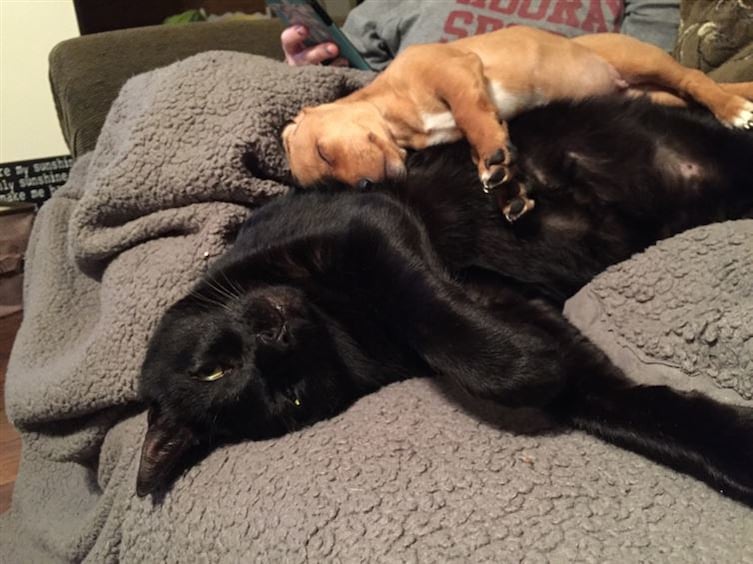 14-cats-so-large-they-seem-out-of-this-world