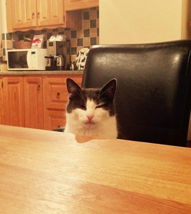 14-cats-that-were-born-to-shine-on-the-internet