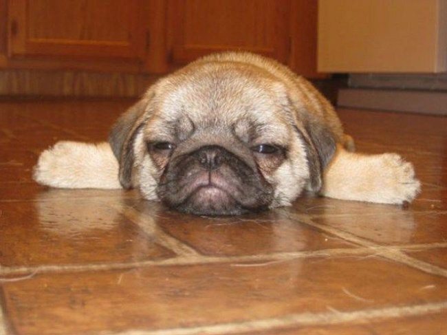 14-these-puppies-take-sleeping-to-a-new-cuteness-level