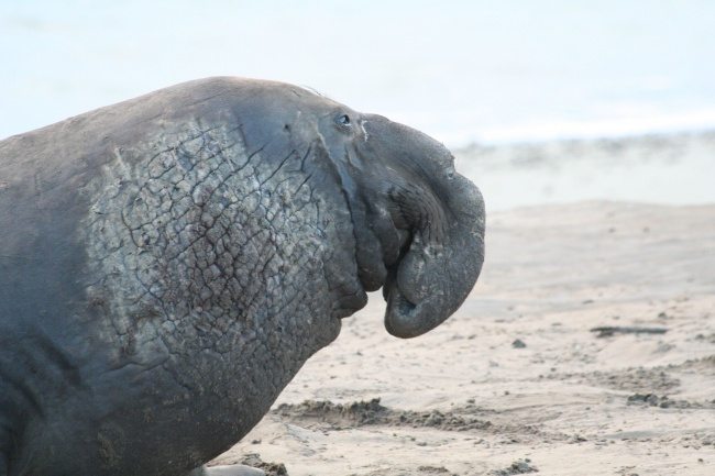 15-strange-animals-and-their-surprisingly-cute-babies