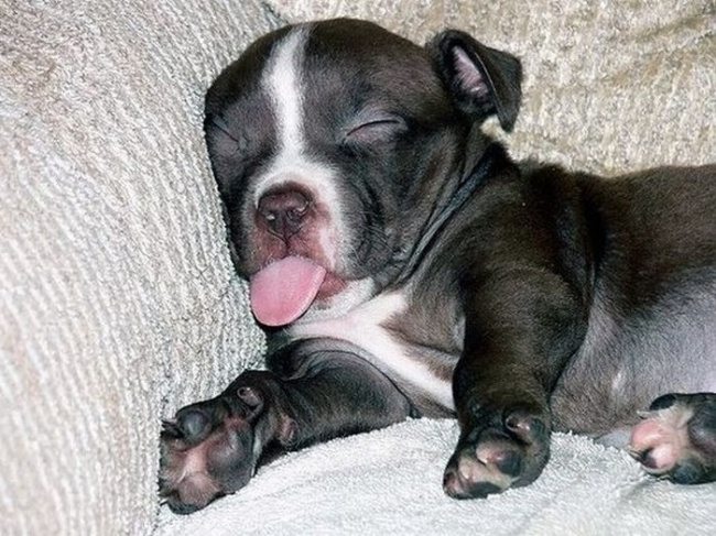 15-these-puppies-take-sleeping-to-a-new-cuteness-level
