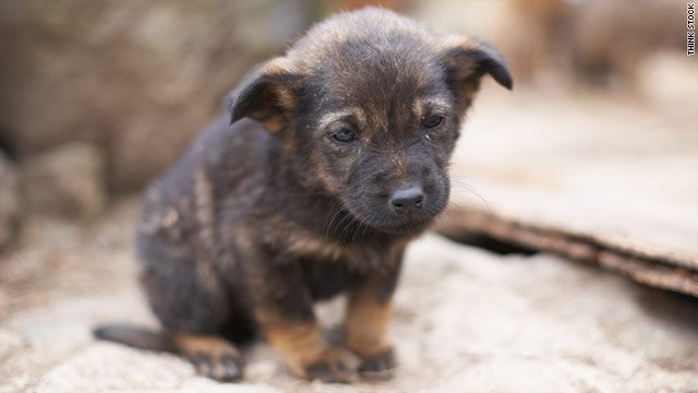 16-crazy-animal-facts-you-could-never-guess