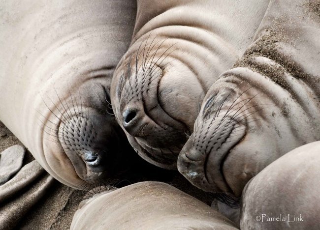 16-strange-animals-and-their-surprisingly-cute-babies