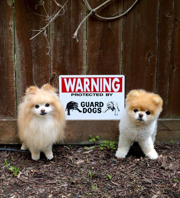 16-why-are-these-beware-of-dog-signs-even-here