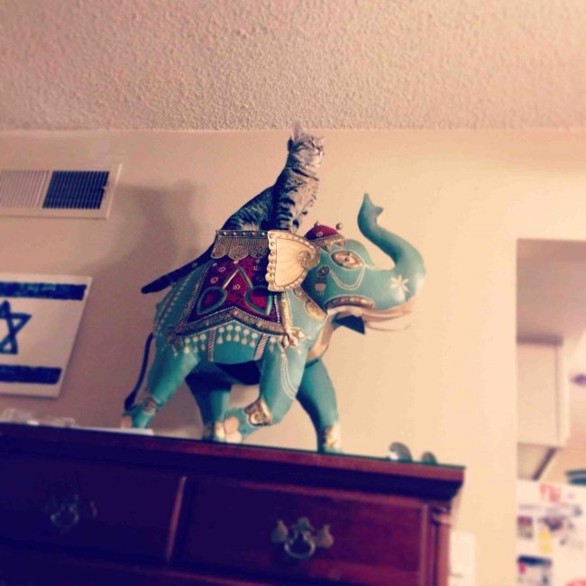 17-cats-that-were-born-to-shine-on-the-internet