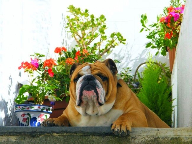 17-strange-animals-and-their-surprisingly-cute-babies