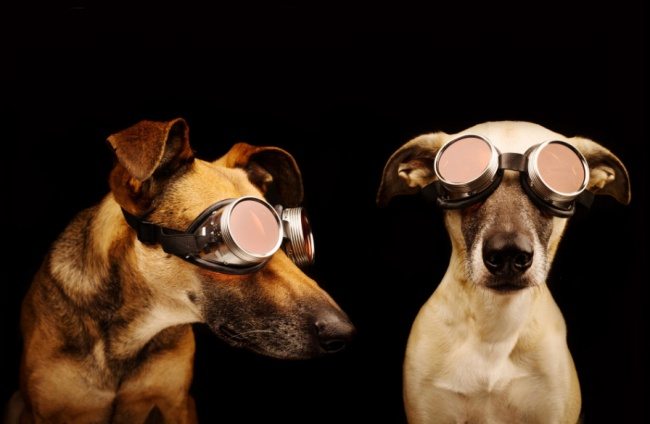 17-these-are-the-most-awesome-animals-ever