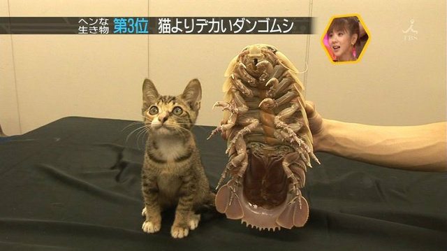 17-these-strange-animals-prove-what-nature-can-do