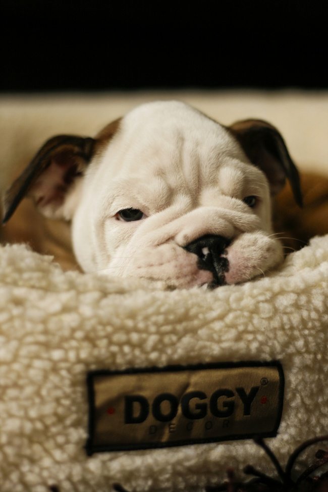 18-strange-animals-and-their-surprisingly-cute-babies