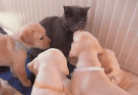 19-funniest-animal-gifs-in-the-internet-history