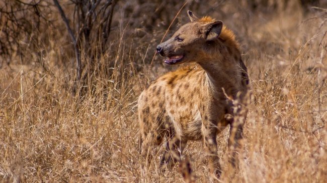 19-strange-animals-and-their-surprisingly-cute-babies
