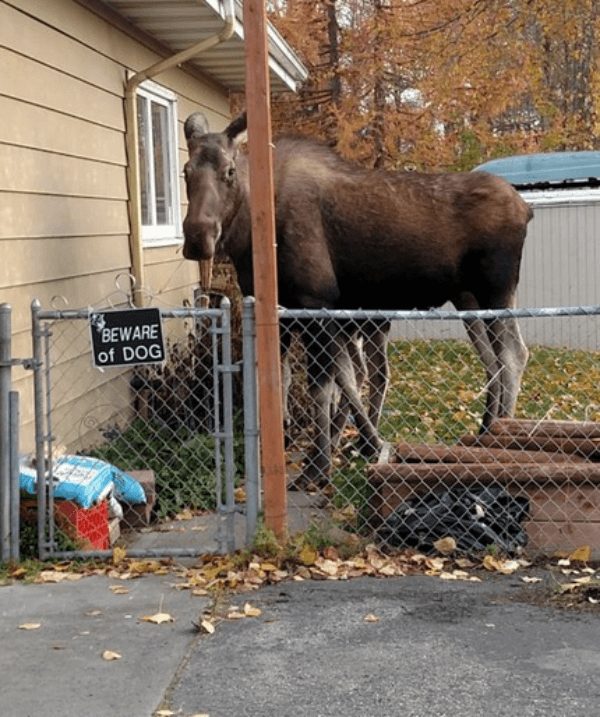 19-why-are-these-beware-of-dog-signs-even-here