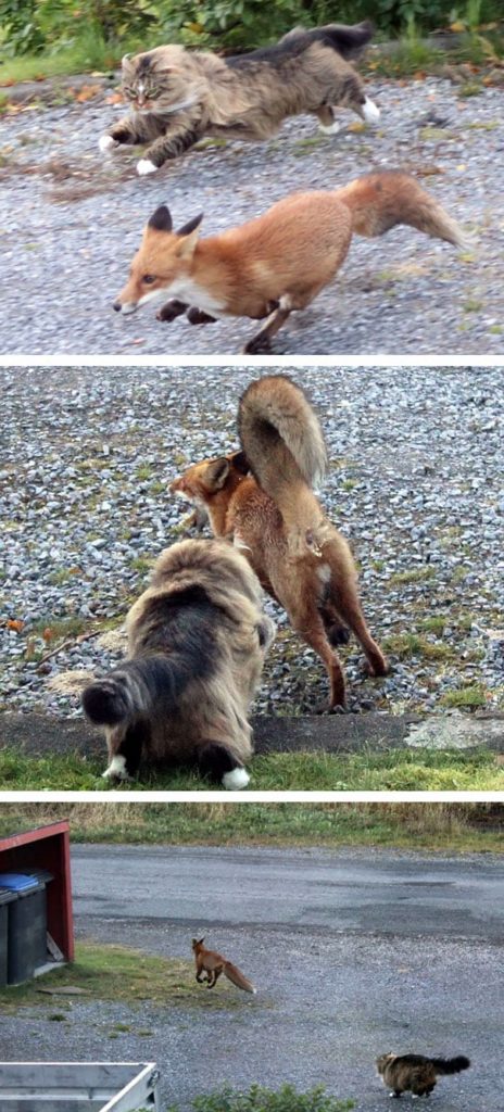 2-cats-so-large-they-seem-out-of-this-world