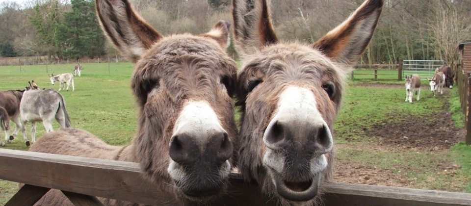 2-crazy-animal-facts-you-could-never-guess