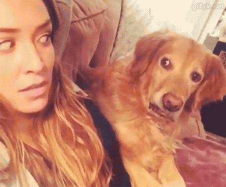 2-funniest-animal-gifs-in-the-internet-history