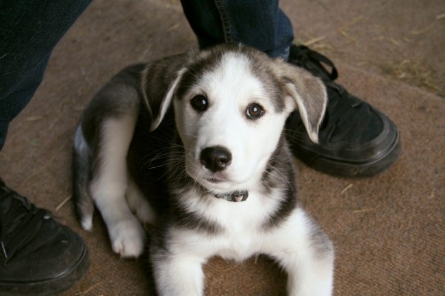 2-real-dog-breeds-that-seem-photoshopped