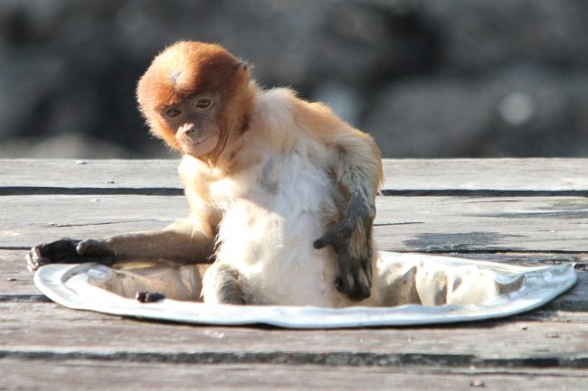 2-strange-animals-and-their-surprisingly-cute-babies