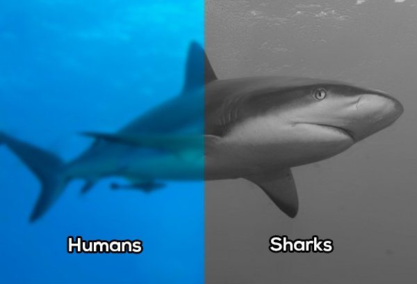 2-this-is-how-some-animals-actually-see-the-world