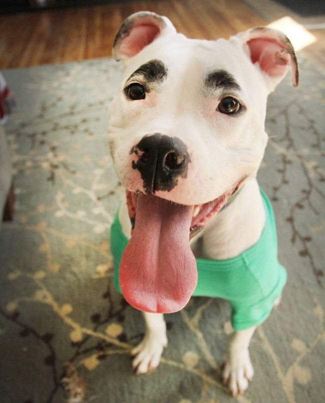 2-unique-animals-showing-nature-sense-of-humor