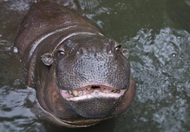 21-strange-animals-and-their-surprisingly-cute-babies