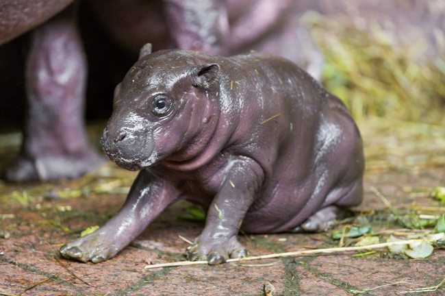 22-strange-animals-and-their-surprisingly-cute-babies