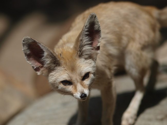 25-strange-animals-and-their-surprisingly-cute-babies