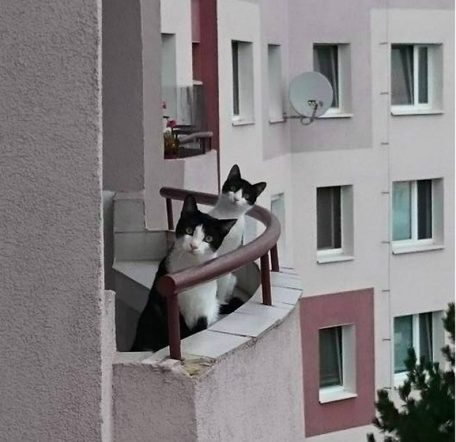 3-cats-that-were-born-to-shine-on-the-internet