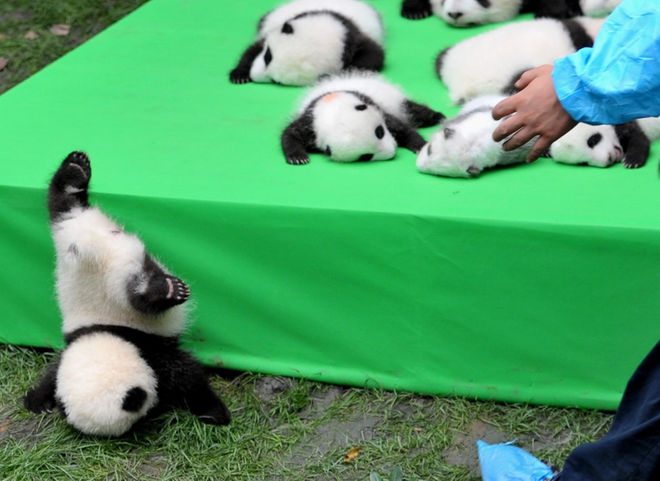 3-crazy-animal-facts-you-could-never-guess