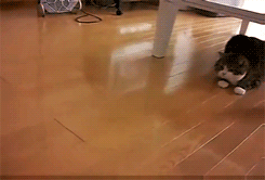 3-funniest-animal-gifs-in-the-internet-history