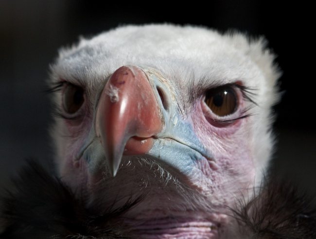 3-strange-animals-and-their-surprisingly-cute-babies