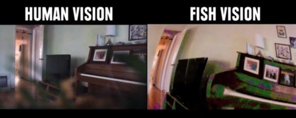 3-this-is-how-some-animals-actually-see-the-world