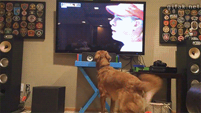 4-funniest-animal-gifs-in-the-internet-history